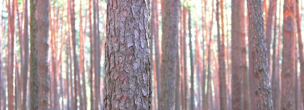 Piniové Lesní Panorama Nádhernými Vysokými Borovicemi Létě Slunečného Počasí — Stock fotografie