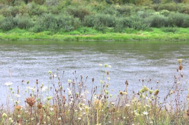 Güzel havalarda yeşil çim ve yeşil ağaçların arka planda yaz aylarında Nehir yatak