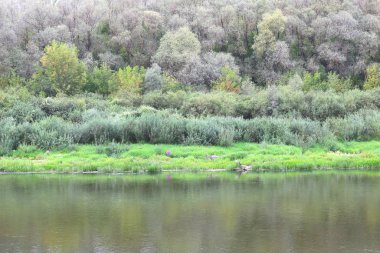 Güzel havalarda yeşil çim ve yeşil ağaçların arka planda yaz aylarında Nehir yatak