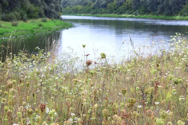 Cama Rio Verão Fundo Grama Verde Árvores Verdes Bom Tempo — Fotografia de Stock