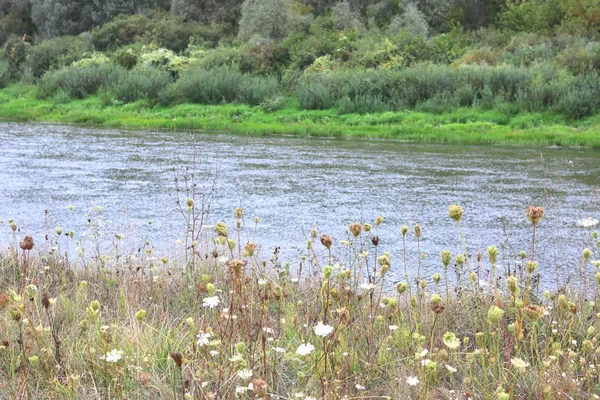 Cama Rio Verão Fundo Grama Verde Árvores Verdes Bom Tempo — Fotografia de Stock