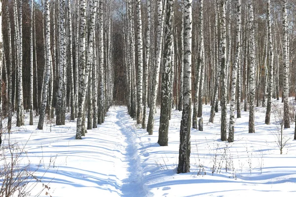 Black and white birch trees with birch bark in birch forest among other birches in winter