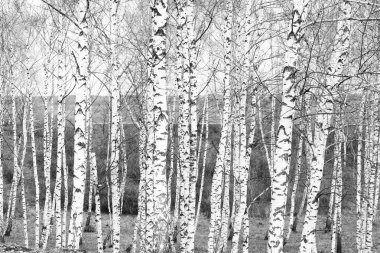 huş bahçesinde diğer huş ağacı arasında Ekim ayında huş ağacı ile güzel sahne