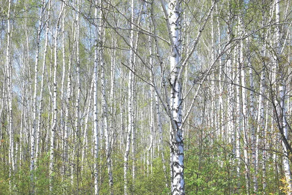 Young Birch Black White Birch Bark Spring Birch Grove Background — Stock Photo, Image