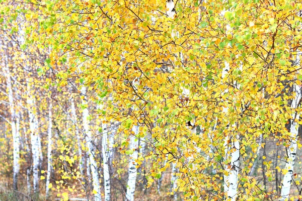 Beautiful Scene Birches Yellow Autumn Birch Forest October Other Birches — Stock Photo, Image