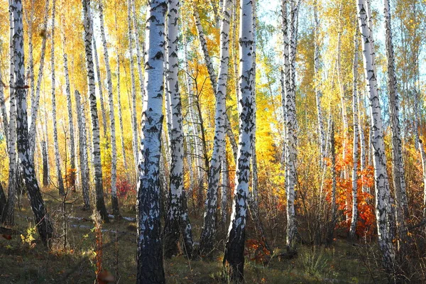 Schöne Szene Mit Birken Gelben Herbst Birkenwald Oktober Unter Anderen — Stockfoto