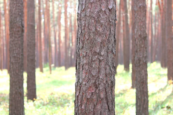 Dennenbos Met Mooie Hoge Pijnbomen Zomer Bij Mooi Weer — Stockfoto