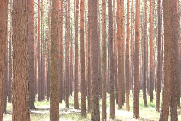 Bosque Pinos Con Hermosos Pinos Altos Verano Clima Soleado —  Fotos de Stock