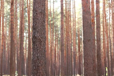 Yaz aylarında güneşli havalarda ağaçlarda güzel yüksek çam çam ormanı
