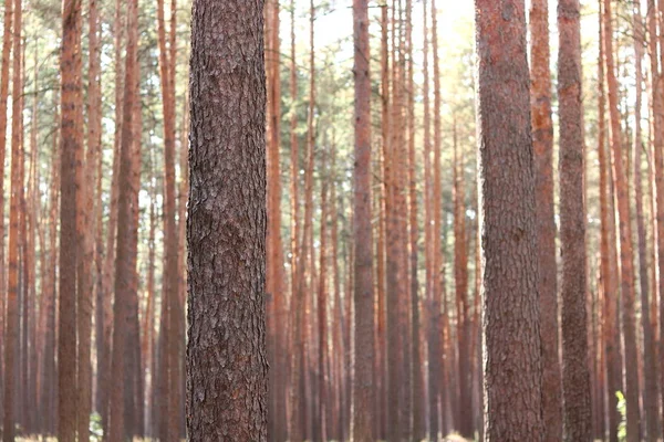 Yaz aylarında güneşli havalarda ağaçlarda güzel yüksek çam çam ormanı