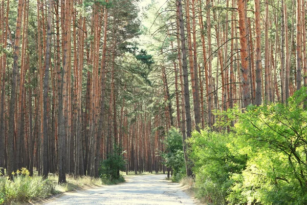 Yaz aylarında güneşli havalarda ağaçlarda güzel yüksek çam çam ormanı