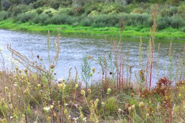 Güzel havalarda yeşil çim ve yeşil ağaçların arka planda yaz aylarında Nehir yatak