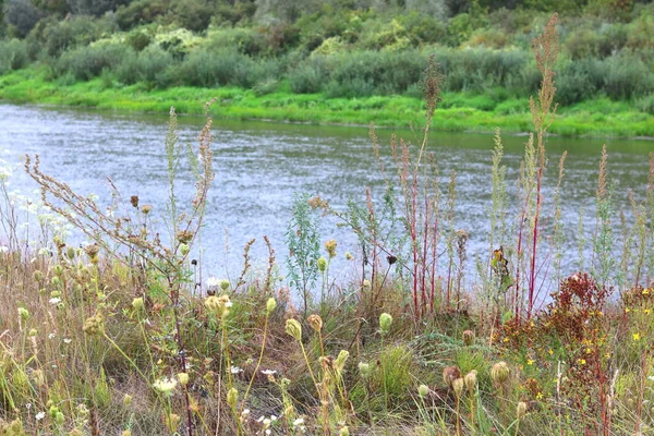 Güzel havalarda yeşil çim ve yeşil ağaçların arka planda yaz aylarında Nehir yatak