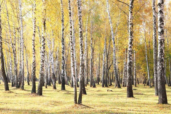 Schöne Szene Mit Birken Gelben Herbst Birkenwald Oktober Unter Anderen — Stockfoto