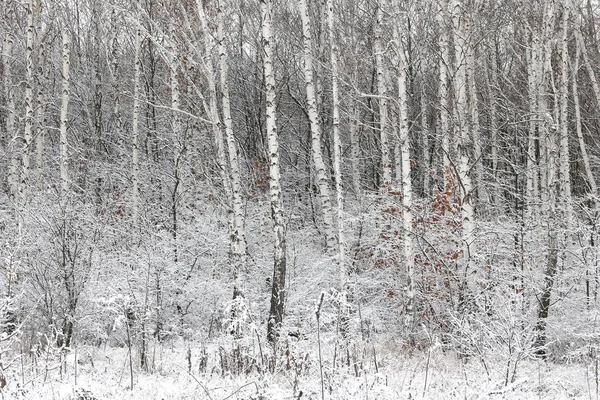 Siyah ve beyaz huş ağaçları huş ağacı orman arasında diğer ağaç kışın huş ağacı kabuğu ile