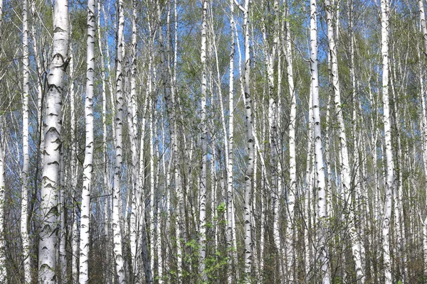 Vidoeiro Jovem Com Casca Vidoeiro Preto Branco Primavera Bosque Vidoeiro — Fotografia de Stock