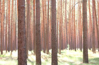 Yaz aylarında güneşli havalarda ağaçlarda güzel yüksek çam çam ormanı