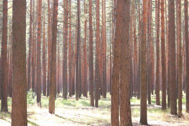 Yaz aylarında güneşli havalarda ağaçlarda güzel yüksek çam çam ormanı