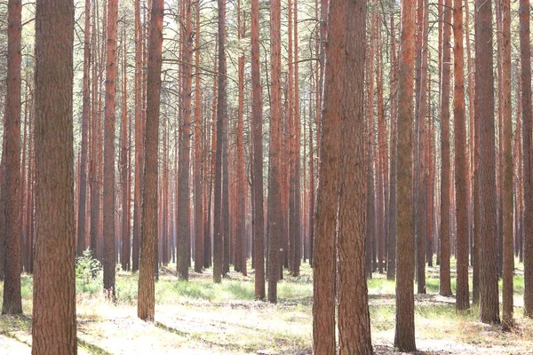 Pineta Con Bellissimi Pini Alti Estate Con Tempo Soleggiato — Foto Stock