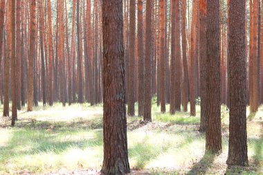 Yaz aylarında güneşli havalarda ağaçlarda güzel yüksek çam çam ormanı