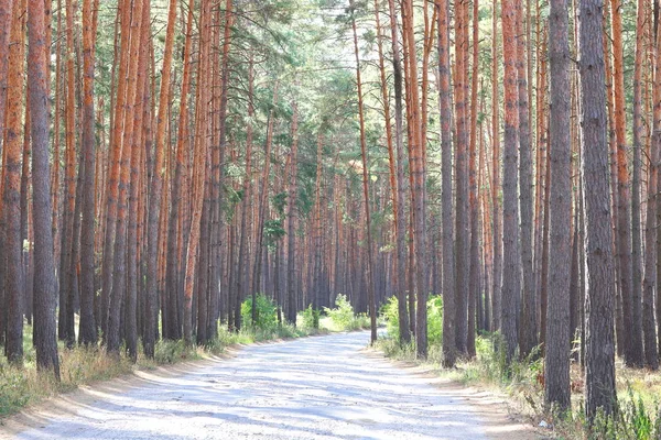 Сосновий Ліс Красивими Високими Сосновими Деревами Влітку Сонячну Погоду — стокове фото