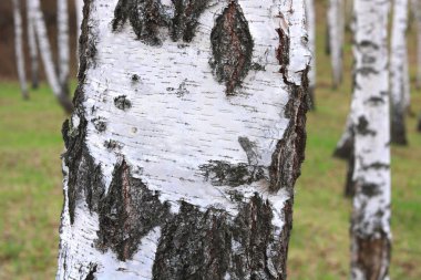 İlkbaharda huş ağacında siyah beyaz huş ağacına sahip genç huş ağacı diğer huş ağaçlarının arka planında.