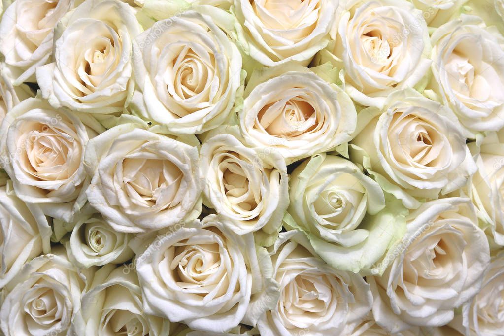 Natural floral background with bouquet of white roses