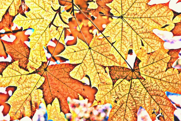 Fondo Borroso Abstracto Con Hojas Arce Amarillo Otoño — Foto de Stock