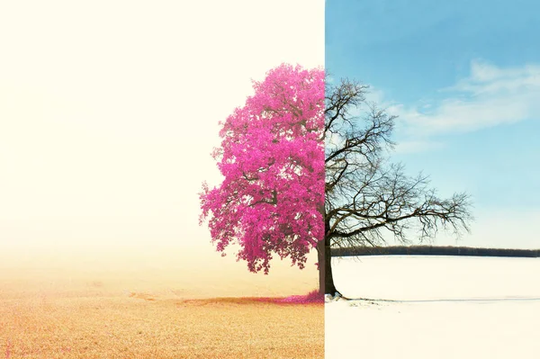 Colagem Abstrata Com Lados Diferentes Misturados Árvore Com Estações Mudança — Fotografia de Stock