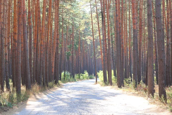 Kiefernwald Mit Schönen Hohen Kiefern Gegen Andere Kiefern Mit Braun — Stockfoto