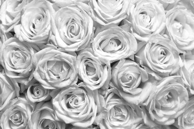 Güzel beyaz güller ile siyah ve beyaz arka plan