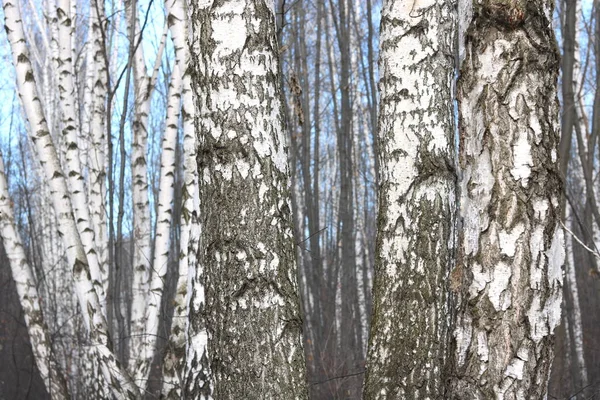 Vidoeiros Jovens Com Casca Vidoeiro Preto Branco Primavera Bosque Vidoeiro — Fotografia de Stock