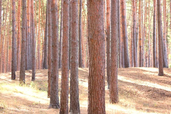 夏天阳光充足的时候 松树林和其它松树相比 有着美丽的松树树 松树树皮是褐色的 — 图库照片