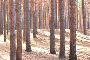 Güzel yüksek çam ağaçları olan çam ormanı, güneşli bir havada, kahverengi desenli çam kabuğuna sahip diğer çam ağaçlarına karşı.