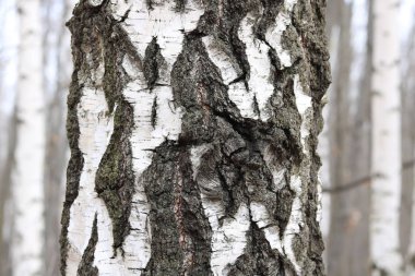 Young birch with black and white birch bark in spring in birch grove