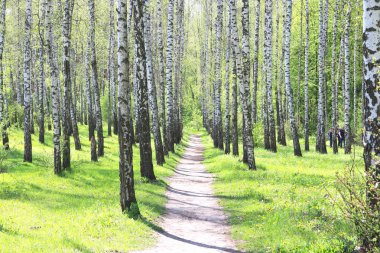 İlkbaharda huş ağacında siyah beyaz huş ağacına sahip genç huş ağacı diğer huş ağaçlarının arka planında.