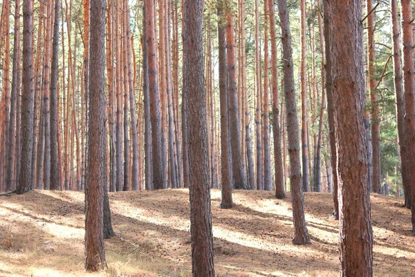 Floresta Pinheiro Com Pinheiros Altos Bonitos Contra Outros Pinheiros Com — Fotografia de Stock