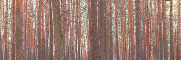 晴れた日には夏には松の皮の茶色の質感を持つ他の松に対して美しい高い松の木と松の森 — ストック写真