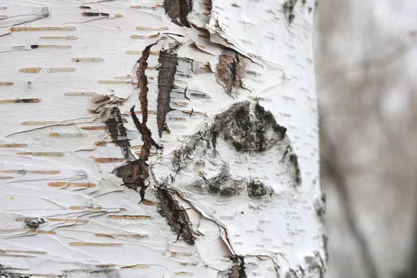 Mönster Björk Bark Med Svart Björk Ränder Vit Björk Bark — Stockfoto