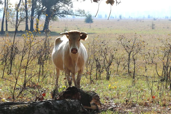 Νεαρή Καστανή Αγελάδα Πρωί Στο Χωράφι Στο Αγρόκτημα Φθινόπωρο — Φωτογραφία Αρχείου
