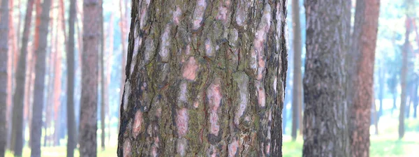 Dennenbos Met Prachtige Hoge Pijnbomen Tegen Andere Dennen Met Bruine — Stockfoto