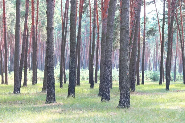 Las Sosnowy Pięknymi Wysokimi Sosnami Przeciwko Innym Sosnom Brązową Teksturowaną — Zdjęcie stockowe