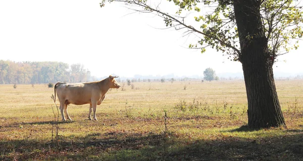 Νεαρή Καστανή Αγελάδα Πρωί Στο Χωράφι Στο Αγρόκτημα Φθινόπωρο — Φωτογραφία Αρχείου