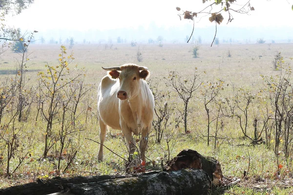 Młode Brązowe Krowy Rano Polu Farmie Jesienią — Zdjęcie stockowe