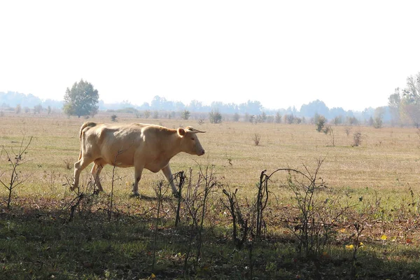 Young Brown Cow Morning Field Farm Autumn — Stock Photo, Image