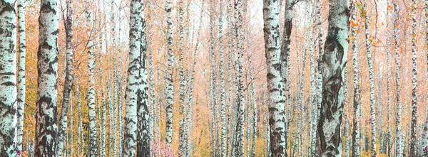 Schöne Szene Mit Birken Gelben Herbst Birkenwald Oktober Unter Anderen — Stockfoto