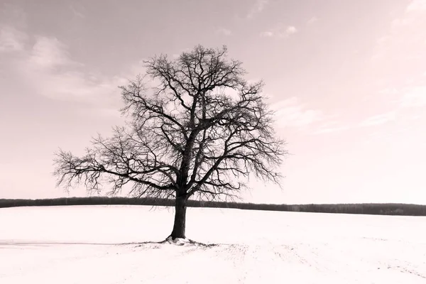 Árvore Solitária Inverno Campo Neve Branca Tempo Gelado — Fotografia de Stock