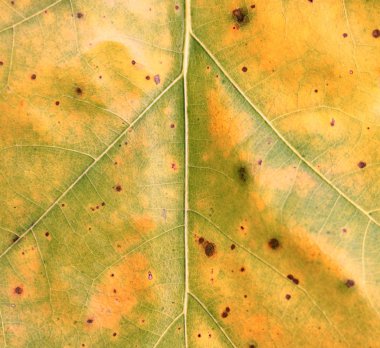 Doğal arka plan olarak sarı sonbahar meşe yaprağının dokusu