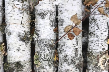 huş ağacının beyaz huş ağacının kabuğunda siyah huş şeritleri ve ahşap huş ağacı kabuğu deseni.