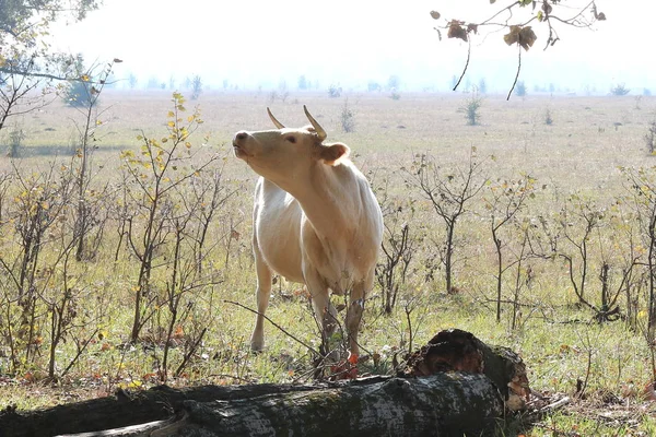 Młode Brązowe Krowy Rano Polu Farmie Jesienią — Zdjęcie stockowe